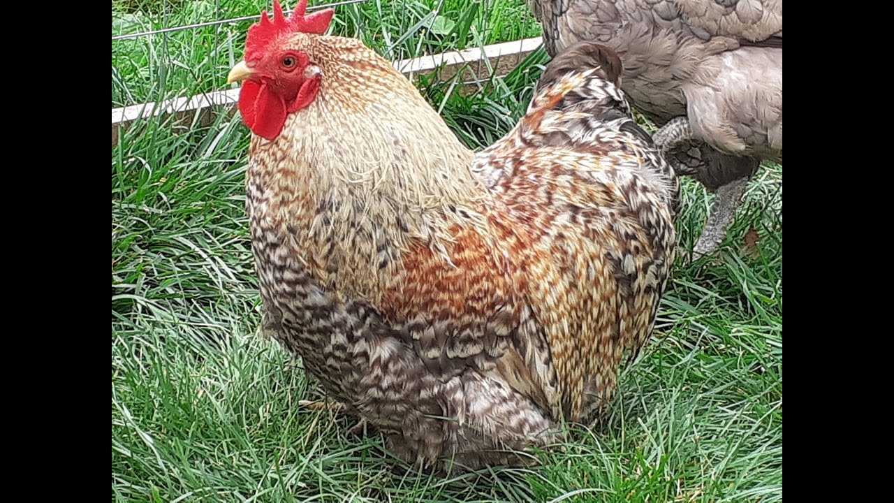 Chant du coq et autres nuisances à la campagne : Notre histoire.