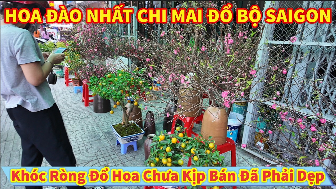 HOA ĐÀO NHẤT CHI MAI BẮT ĐẦU ĐỔ BỘ SAIGON Hoa To Đẹp, Bình Hoa Pha Lê Giá Rẻ