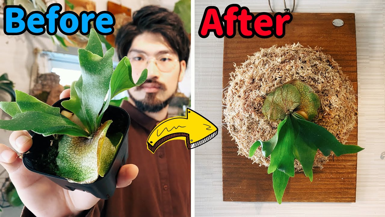 ビカクシダ鉢から板付け【貯水葉の修正方法】