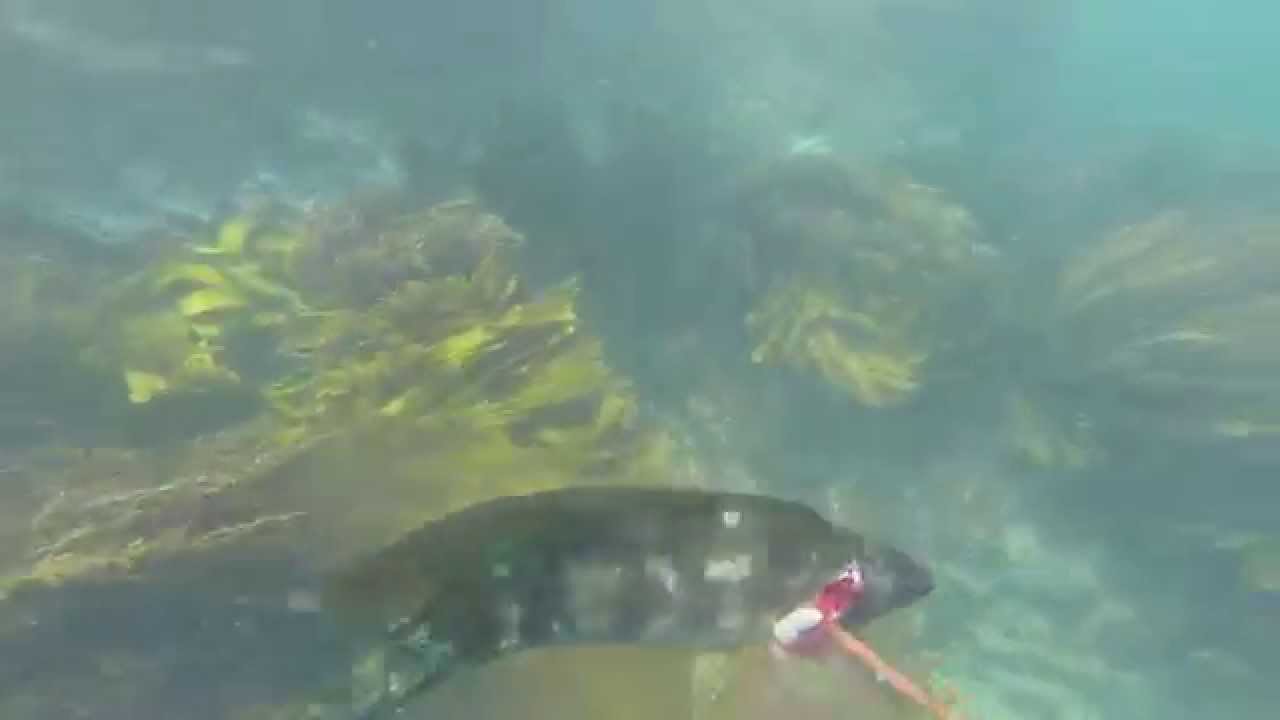 Spearing a Butterfish