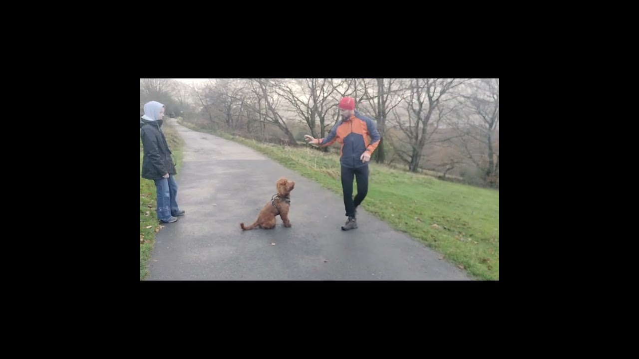 Story of our old Labrador and puppy Labradoodle. Roman Lake Mellor. 