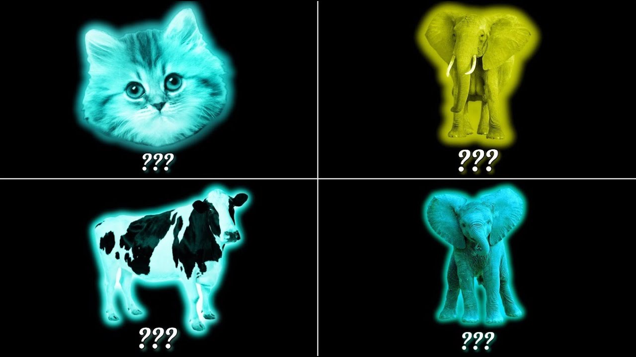 🔊67 Kitten, Elephant, Cow and Baby Elephant Sound Variations [MEGA MIX] in 190 Seconds