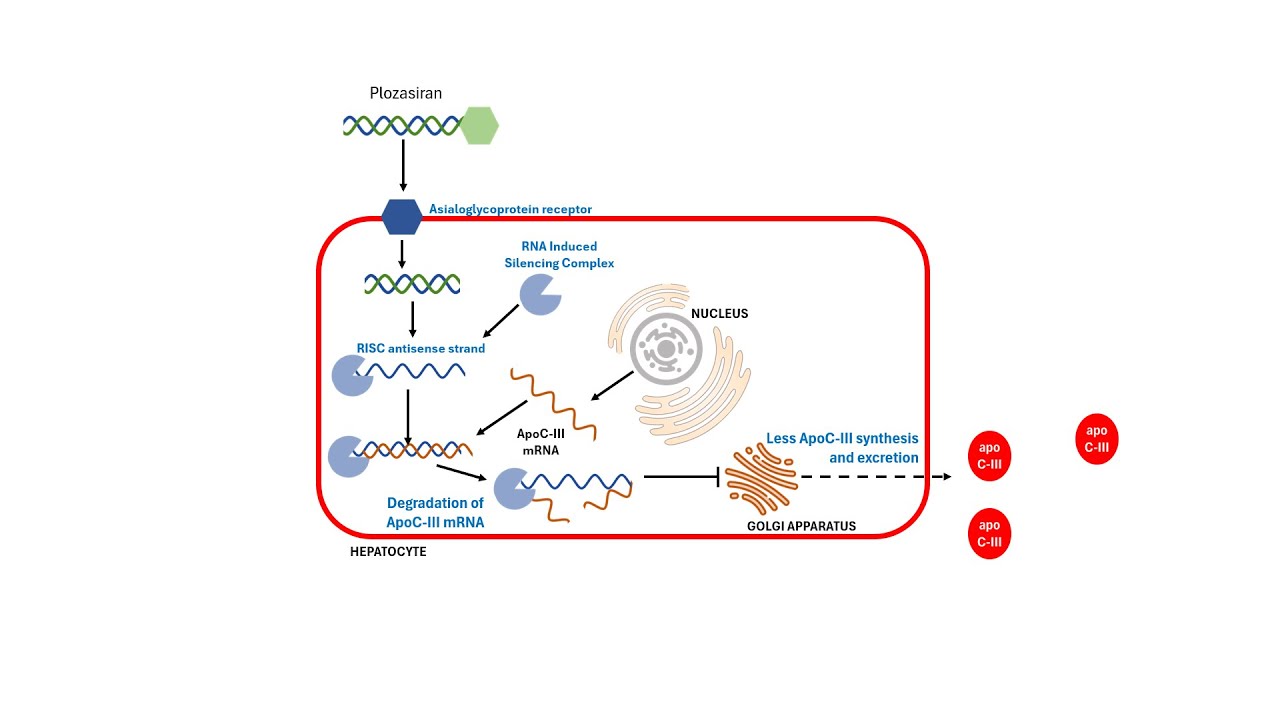 How Plozasiran Lowers Triglycerides: FDA-Approved RNAi Therapy for Familial Chylomicronemia Syndrome