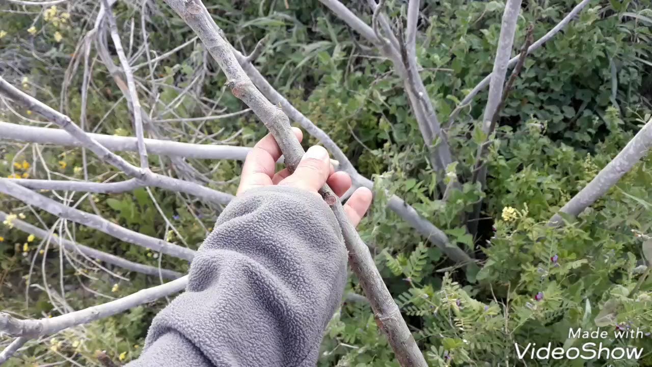 הדרך הפשוטה לאינספור שתילי תאנה ורימון. 20.2.19