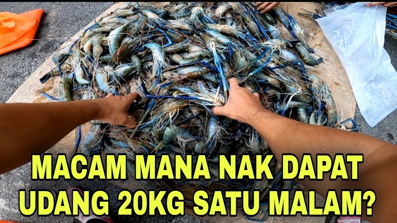 Amazing Catch!!! 20kg Giant Freshwater Prawns Was Catch in 7 Hours!!!..| Gila 20kg udang tombak!