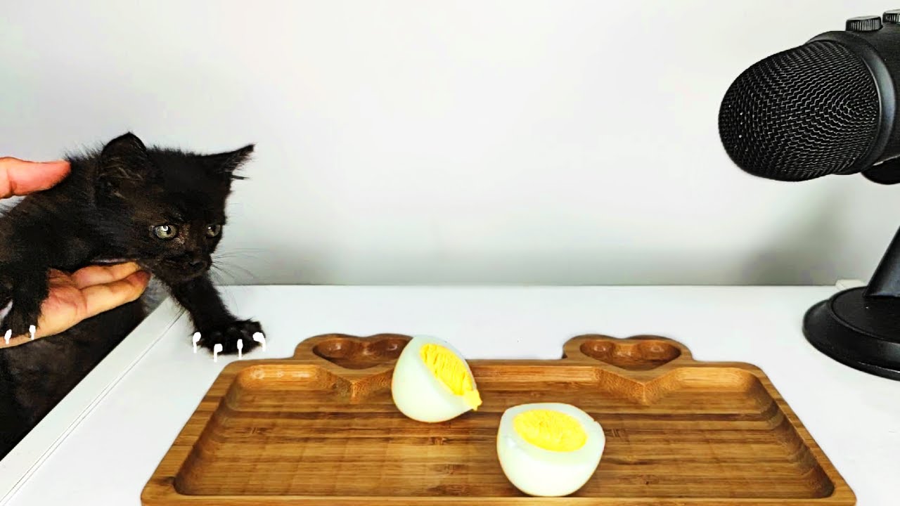 Kitten Eating Boiled Egg ASMR
