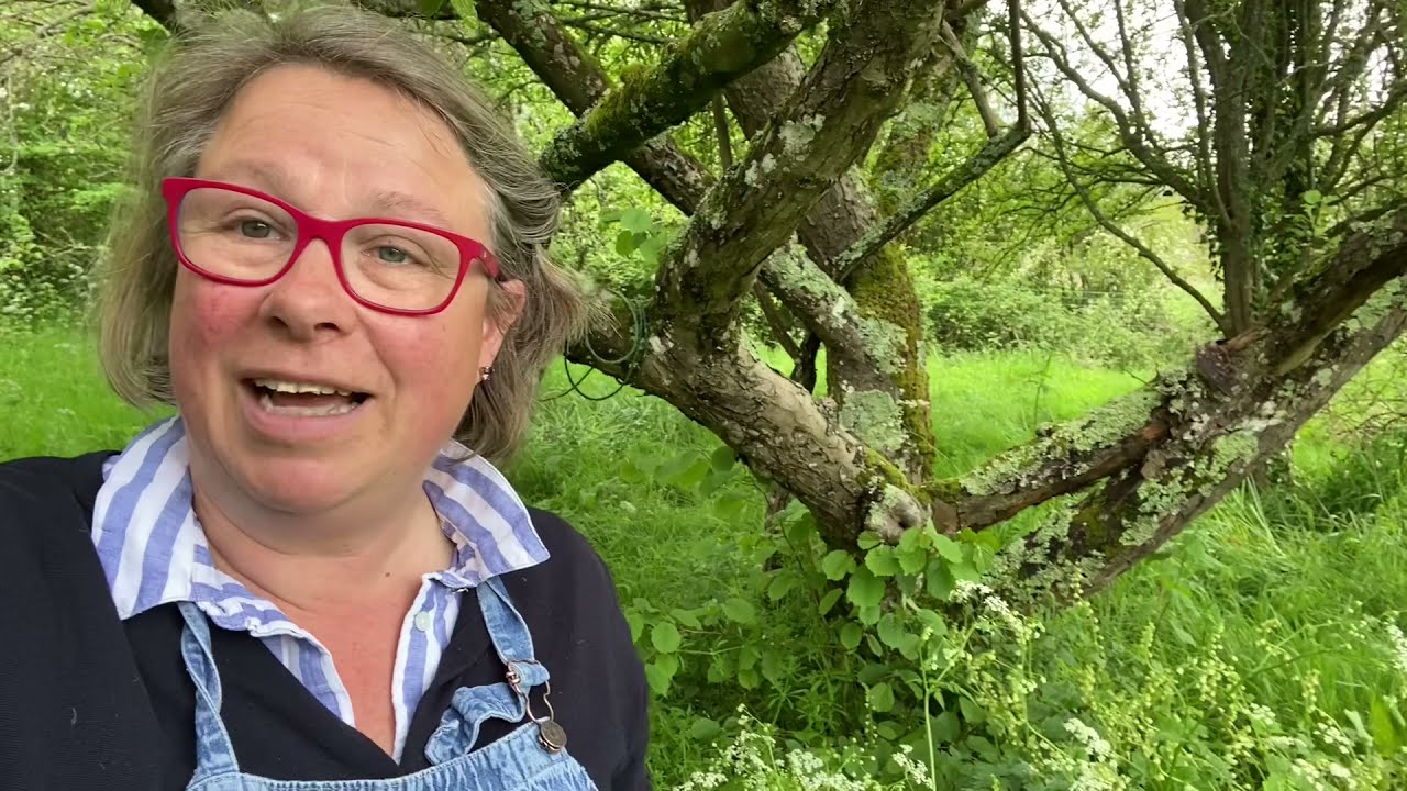 How to move Bluebells ‘in the green.’