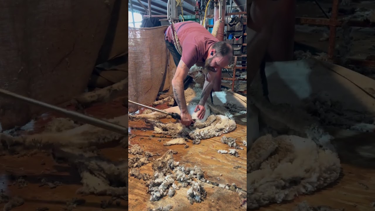 Shearing feedlot lambs 🐑 in Quinter, KS 🇺🇸 #sheepshearing