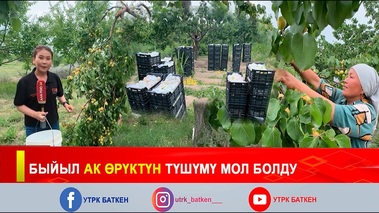 БЫЙЫЛ АК ӨРҮКТҮН ТҮШҮМҮ МОЛ БОЛДУ