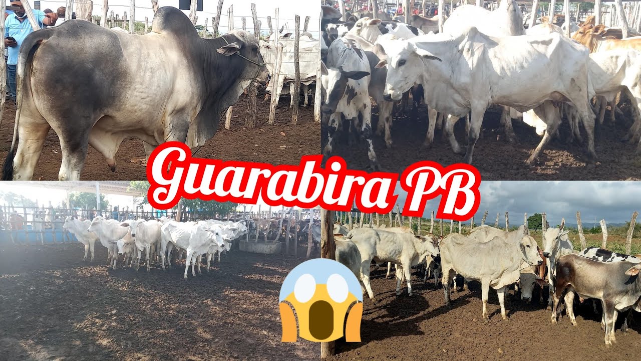 24/02/222 #feira de gado de Guarabira PB parte 01!!!