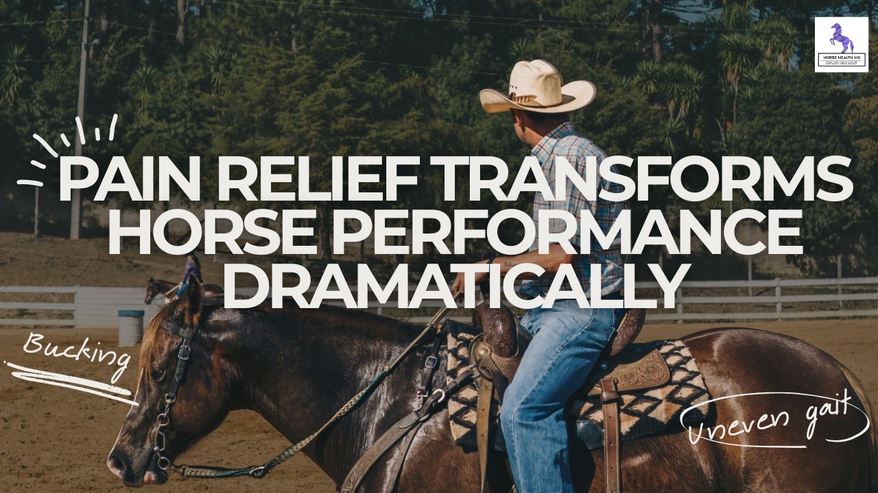 Pain Relief Transforms Horse Performance Dramatically
