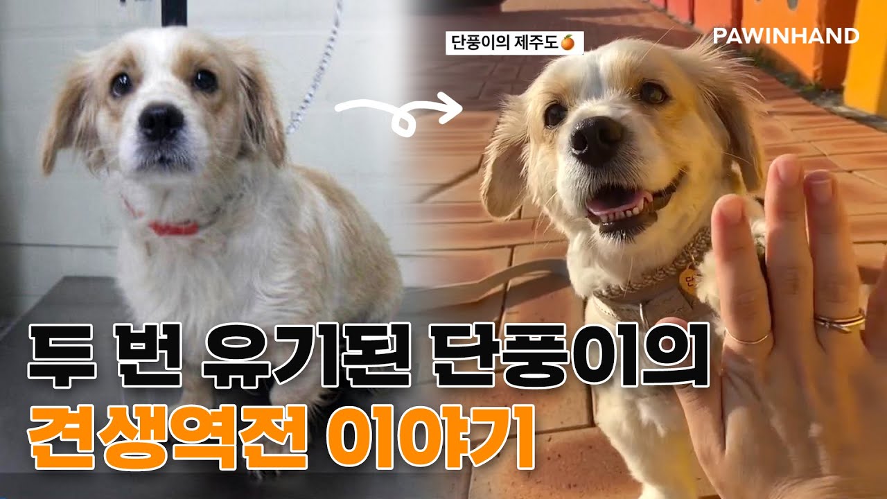 [유기동물입양] 두 번 유기된 단풍이의 견생역전 이야기ㅣSNS에서 한번쯤 봤을 제주도 여행영상 속 단풍이 맞습니다~~