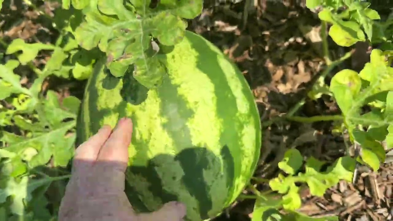 August Garden Tour