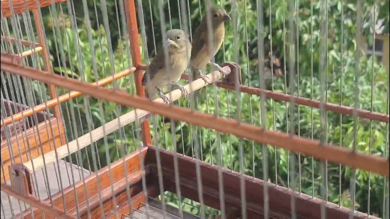 SEPARAÇÃO de alguns FILHOTES ! 2024 e 2025. Alguns que deram fêmea já estão indo para o ninho '🌿🐦