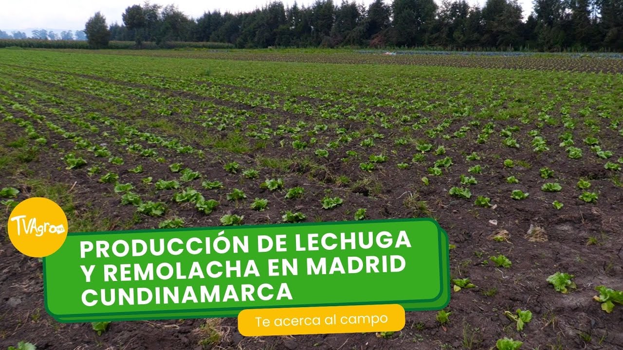 Producción de lechuga y remolacha en Madrid Cundinamarca 🥬- TvAgro por Juan Gonzalo Angel Restrepo