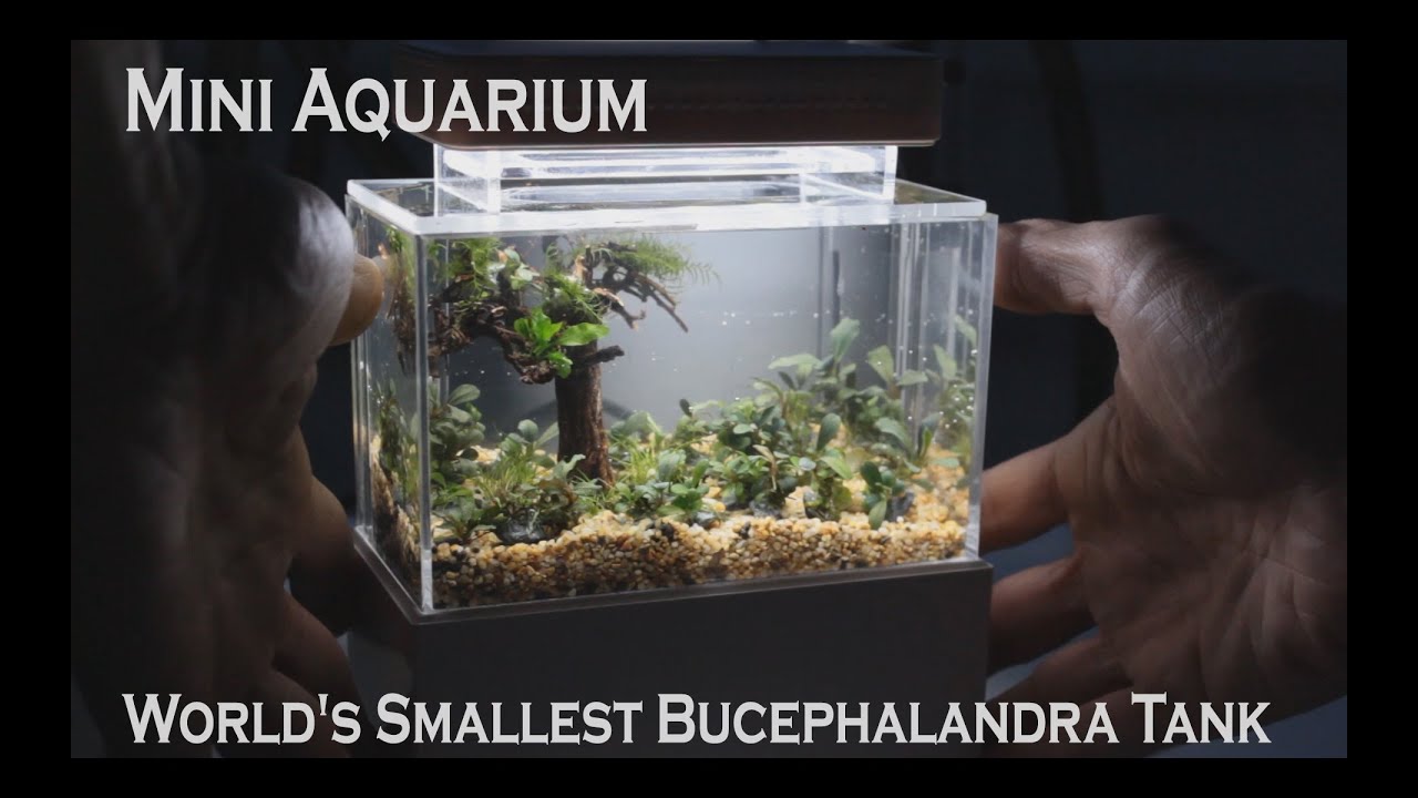Mini Complete Aquarium - World's Smallest Bucephalandra Tank