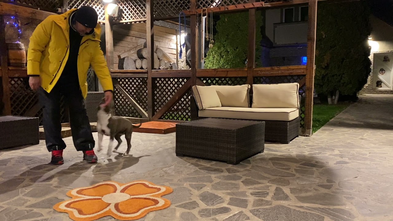 Pui de Amstaff la predresaj