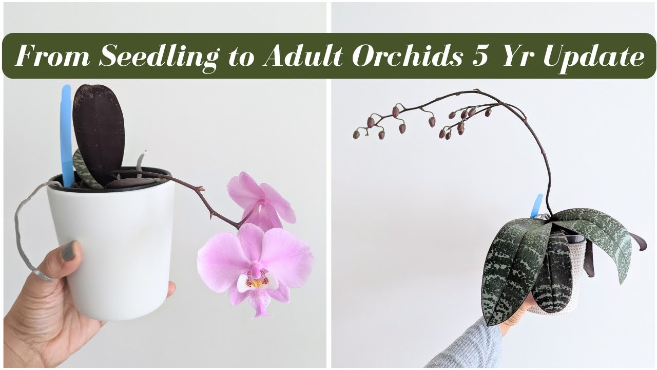 5 Year Orchid Growth Journey | From Tiny Seedlings to Spectacular Blooms (Species Focus)
