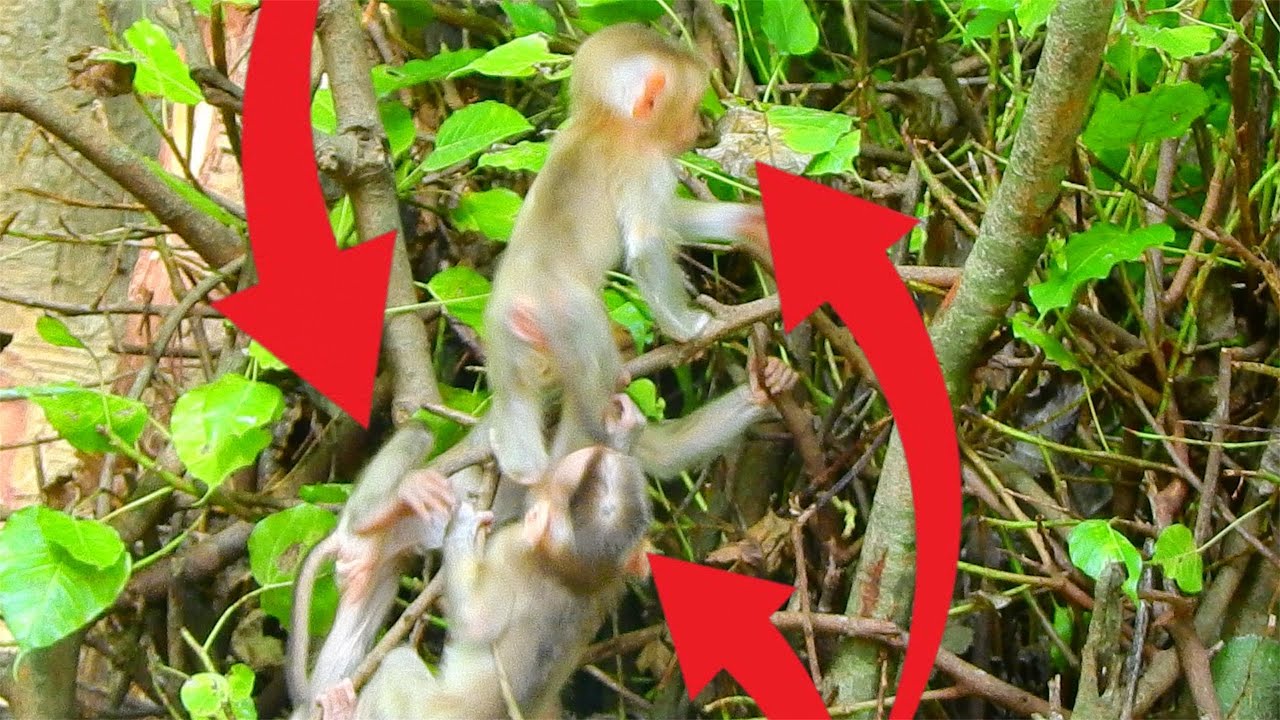 THREE BABY MONKEY 🙈 