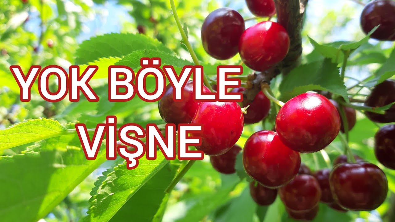 YOK BÖYLE VİŞNE 😋 KİRAZDAN FARKSIZ