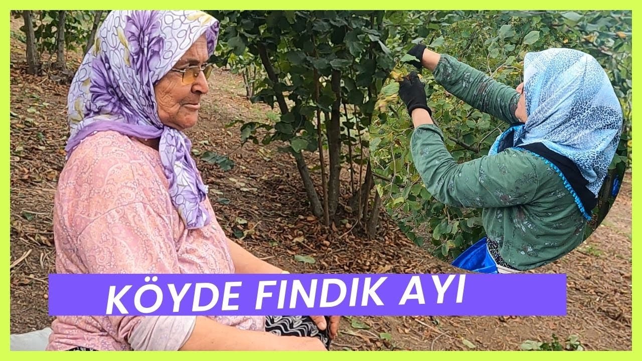 Fındık Ayı Belgeseli - Fındığı Toplamadan Öncesi ve Sonrası #köyhayatı #köyhayali #köy - Köy hayali