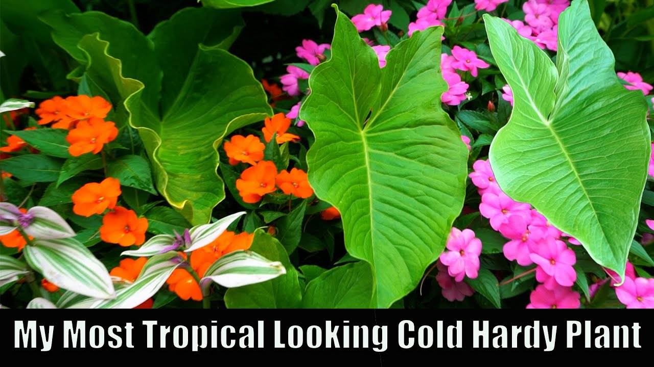 Cold Hardy Tropical Plant Dupe || Sauromatum giganteum