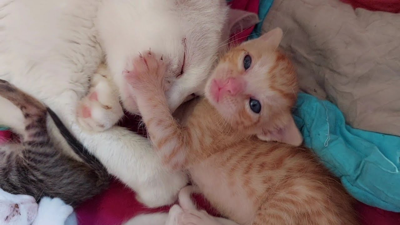Sweet Orphan Kitten Loves Adopted Mama Cat 💕 While Tabby Kitty Gets Upset 😿