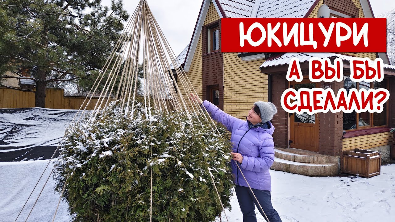 Бесимся с жиру? Или любим сад? ЮКИЦУРИ для туи. СУПЕР рабочий Влог!