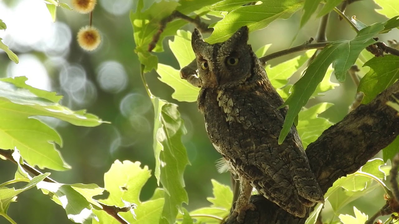 Eurasian Scops Owl - Lesvos