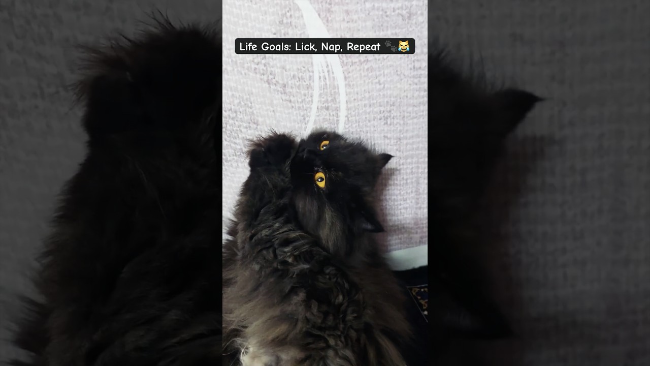 A cat's biggest problem : licking its paw ! 😹🐾