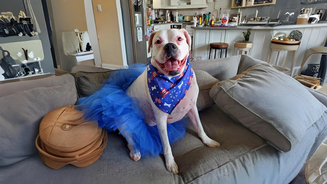 From Abandoned to Forever Home—How Walter’s Silent Love Changed Everything