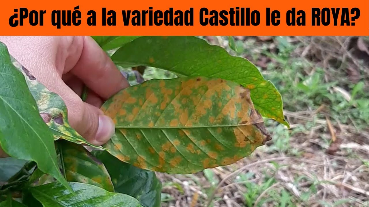 ¿Por qué a la variedad Castillo le da roya?