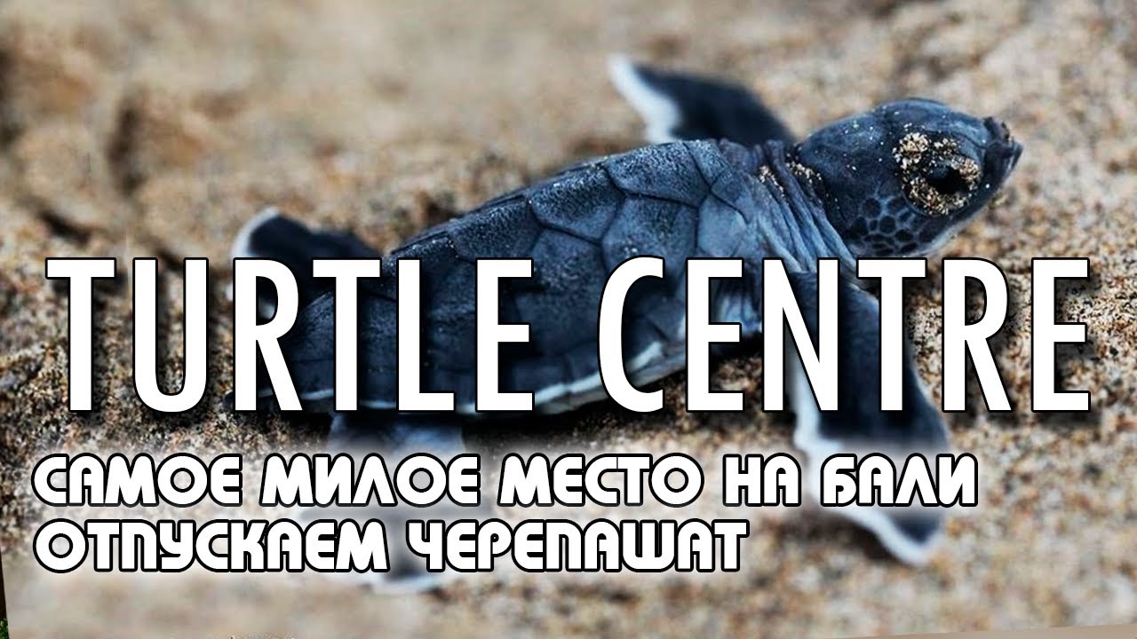 TURTLE CENTRE (TCEC) - самое милое место на Бали. Отпускаем черепашат. Слезы обеспечены!