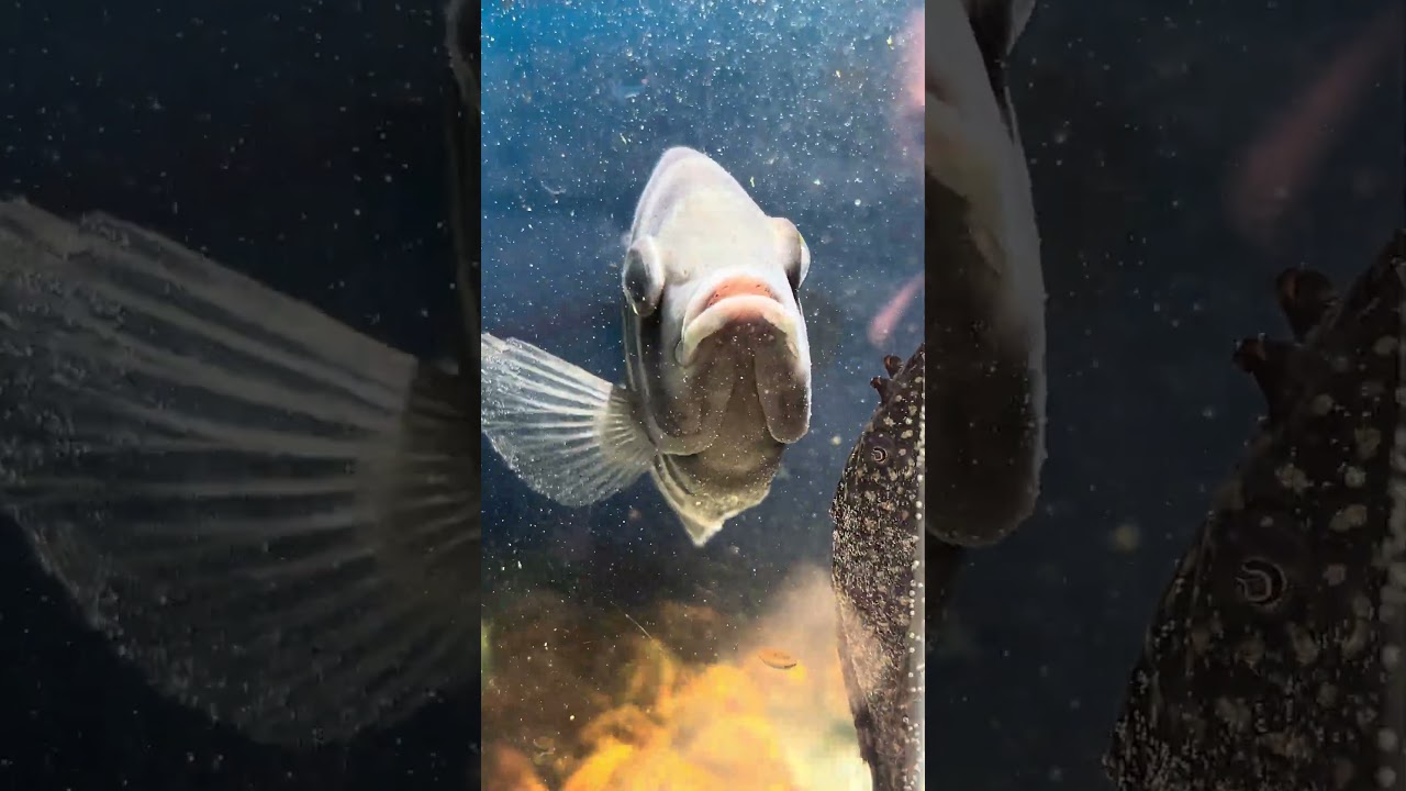 Zebra Tilapia Fish / Heterotilapia Buttikoferi - A West African Species Of Cichlid 