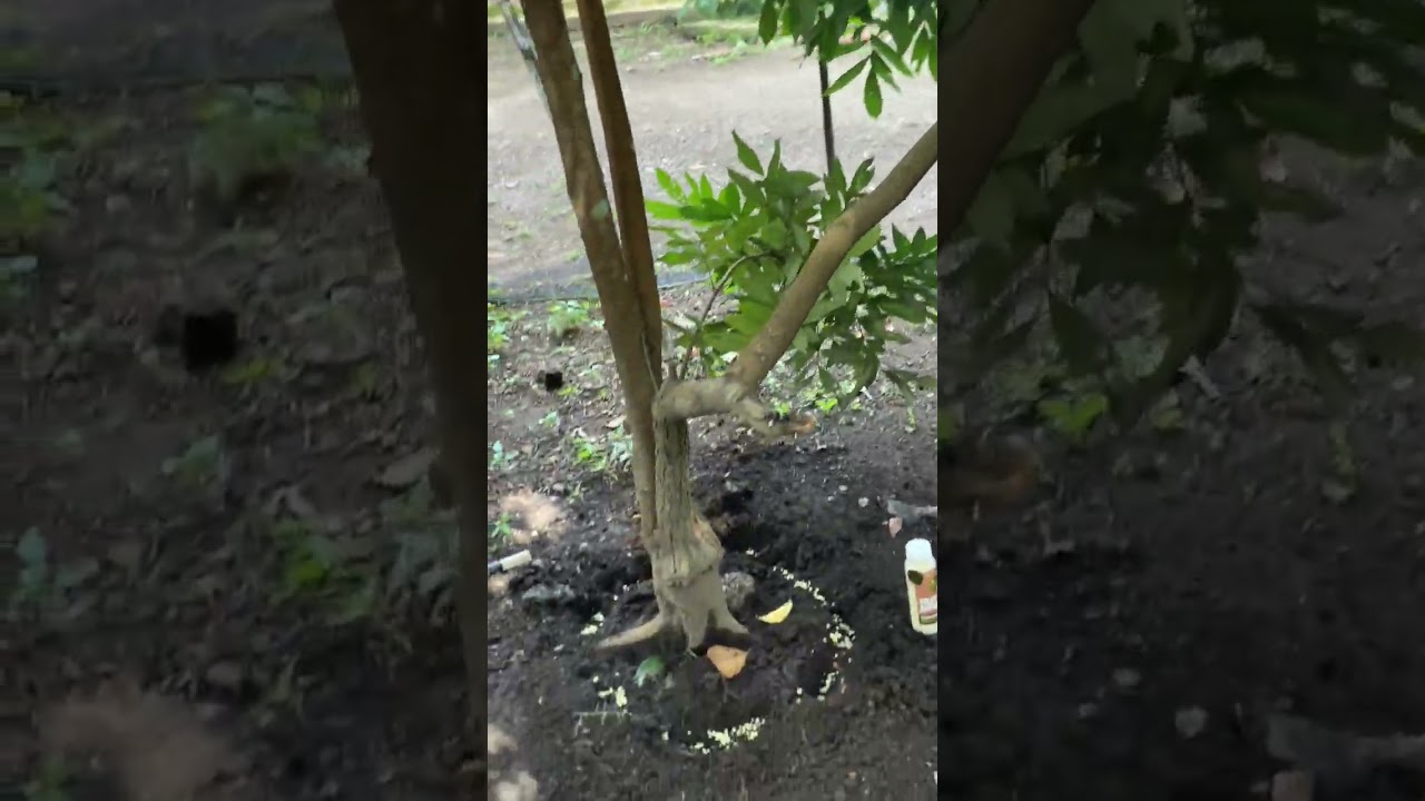 Pembosteran pohon kelengkeng