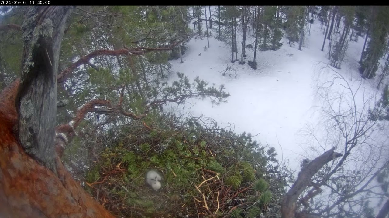 2.5.2024 - Kotkan pesällä - Vahdinvaihto ja toisessa munassa reikä