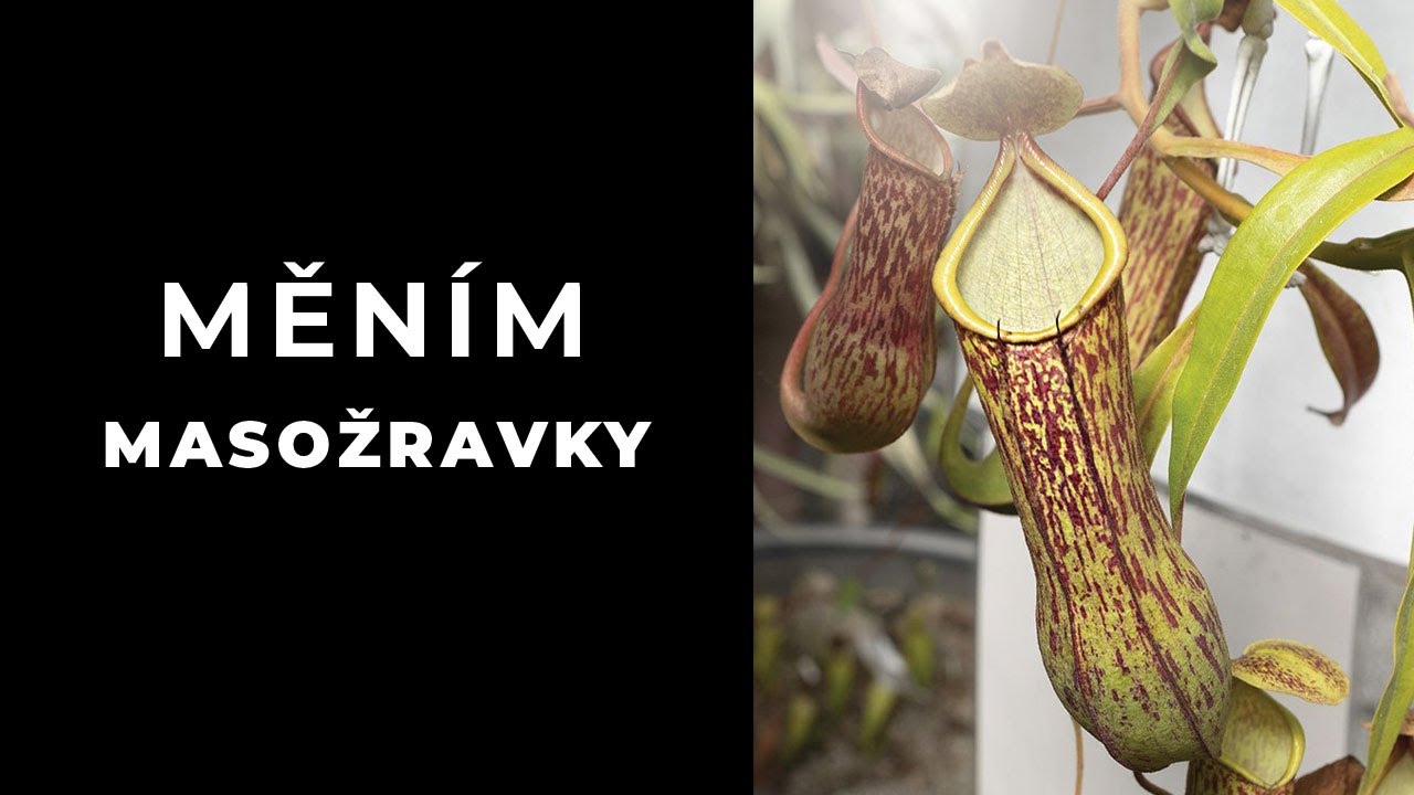 Měním masožravé rostliny