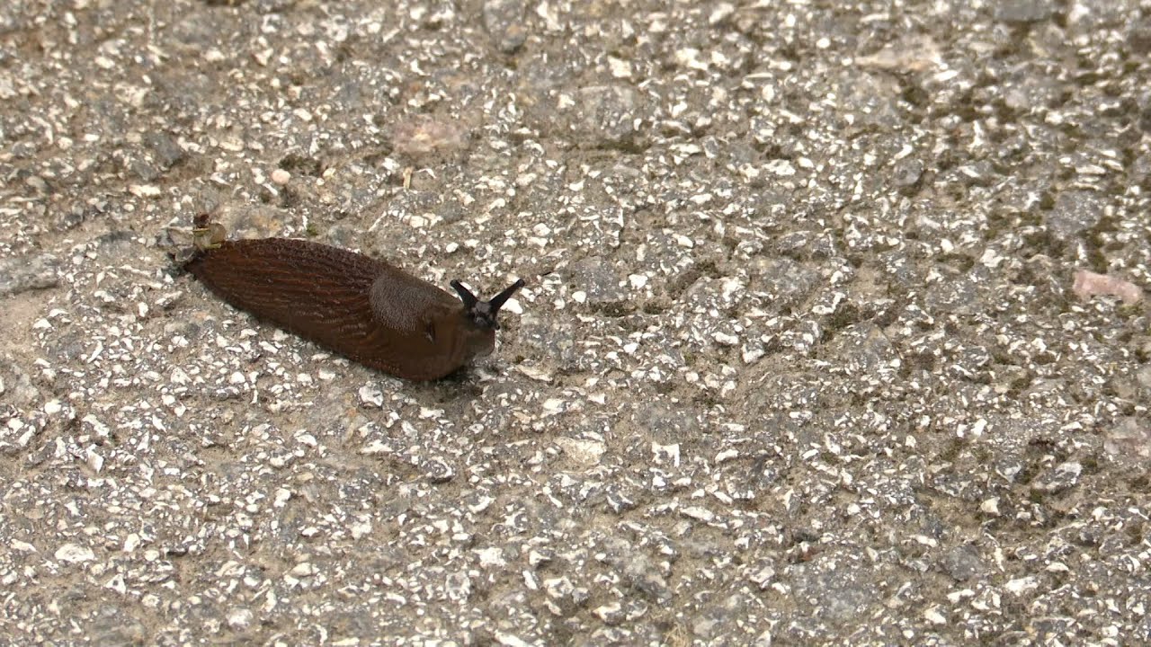 TV3 uudised: kas tõesti võib krõbe pakane teha lõpu Hispaania teetigudele? Vastab Keskkonnaamet!