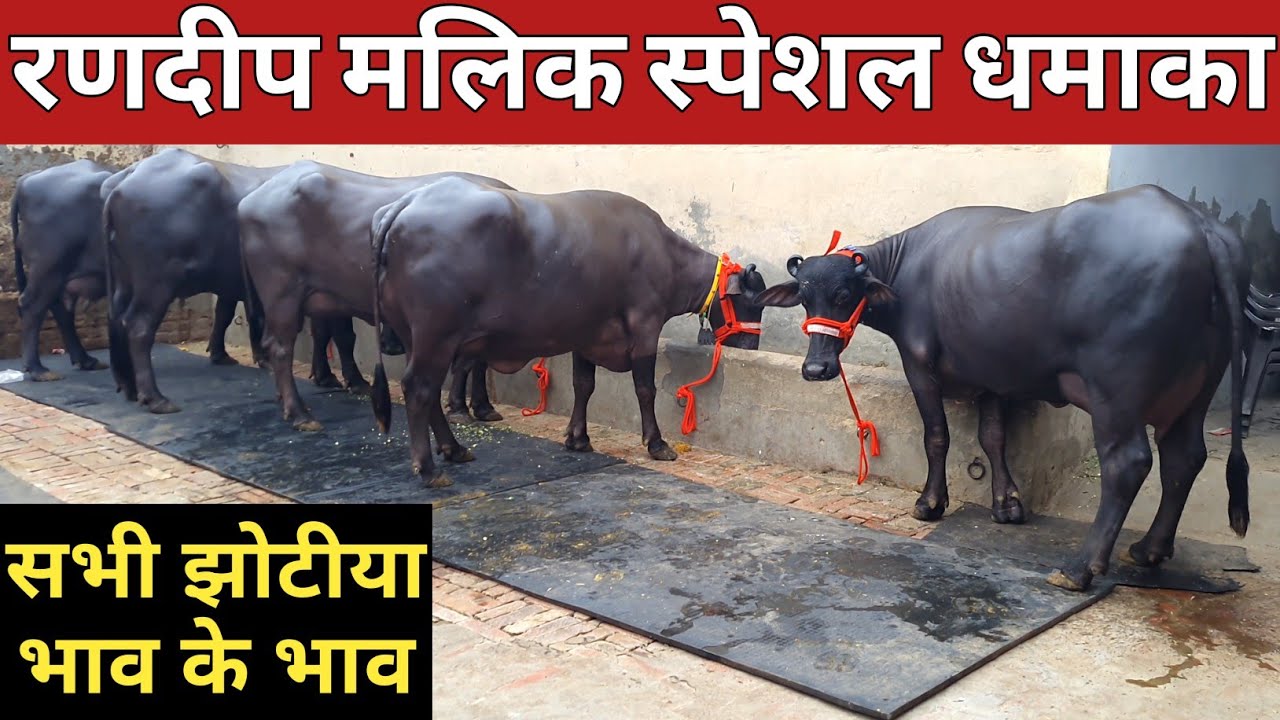 रणदीप मलिक स्पेशल धमाका, सारी झोटीया भाव के भाव || Randeep Malik Dairy Farm, Jind
