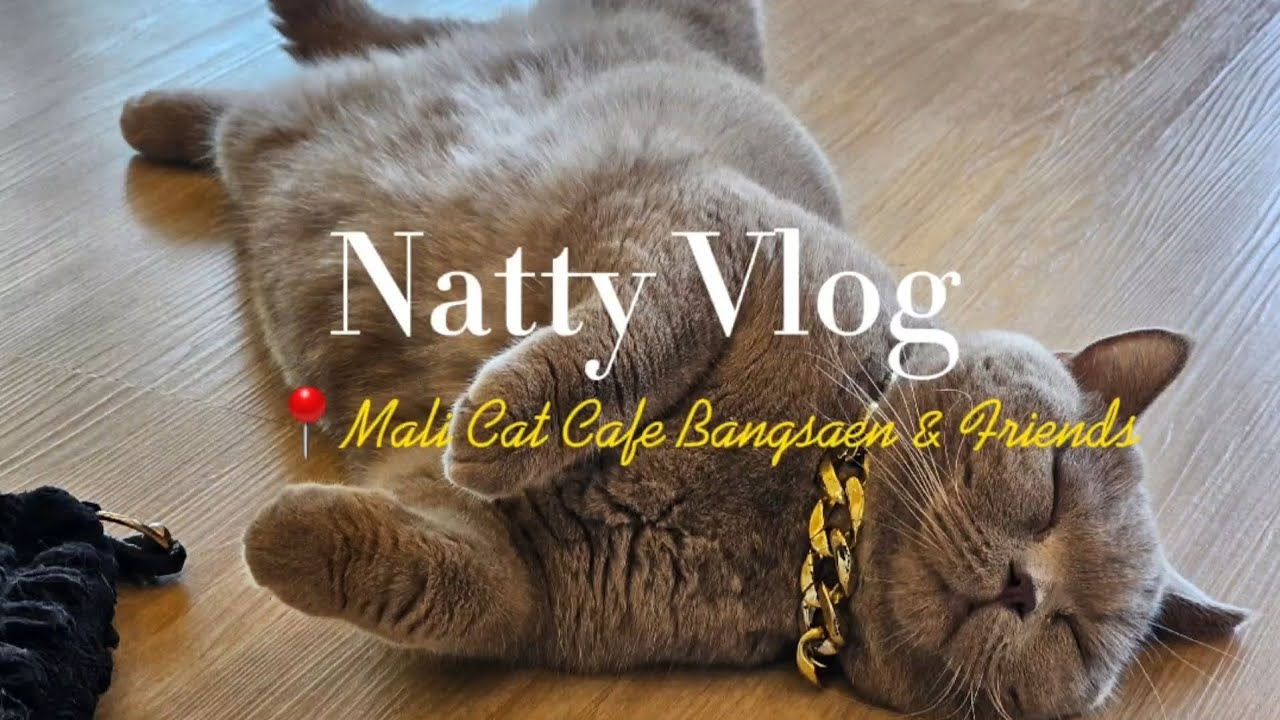 Natty Vlog📍Mali Cat Cafe Bangsaen Chonburi with Friends (สวรรค์ของทาสแมว)