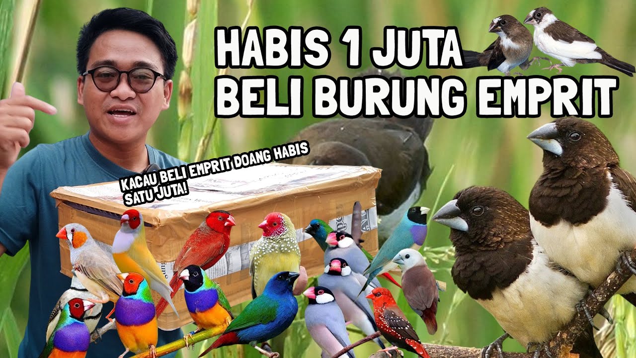 PERTAMA KALI BELI BURUNG EMPRIT HARGA 1 JT | BELI HEWAN JEBOL DOMPET ‼️