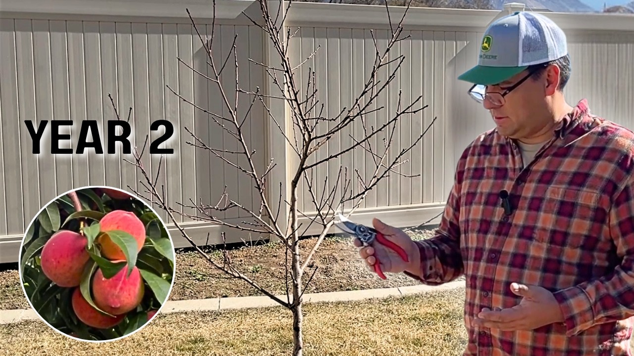SEASON 2: How to Prune a New Red Haven Peach Tree in Year 2