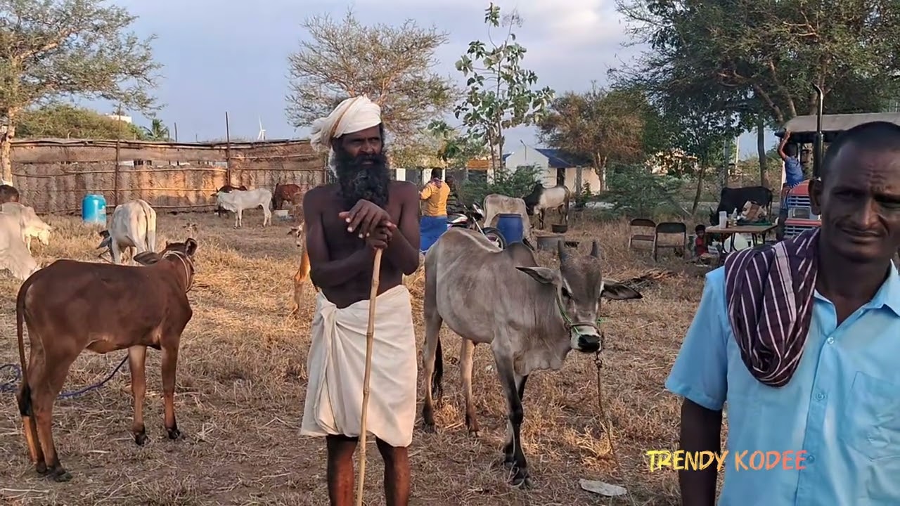 கண்ணபுரம் மாட்டுச்சந்தை விற்பனை பதிவு @ppcattlefarms1150 #jallikattukalai #rekla