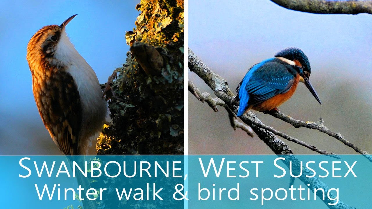 Birds aplenty at Swanbourne, West Sussex