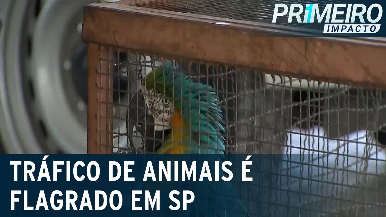Exclusivo: traficantes de animais são flagrados atuando em São Paulo | Primeiro Impacto (16/12/20)