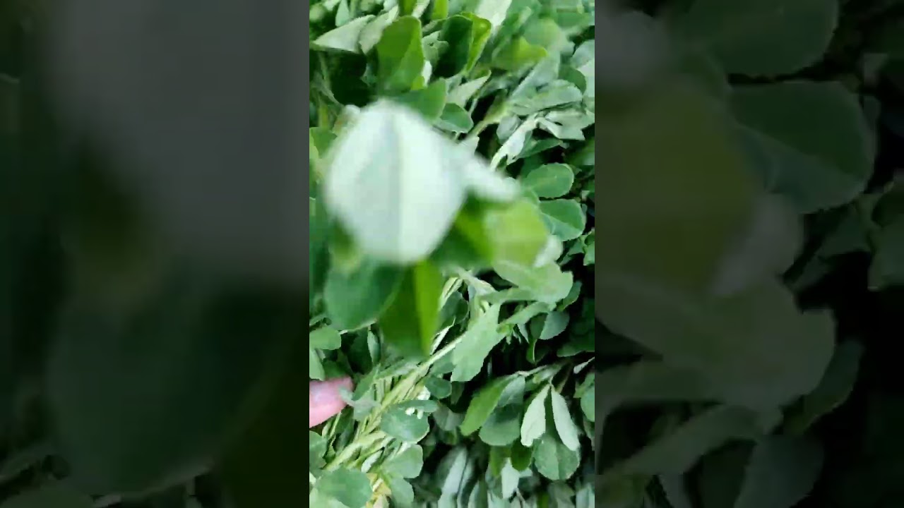 Alfalfa Leaves #shorts #alfalfa #shortstrending