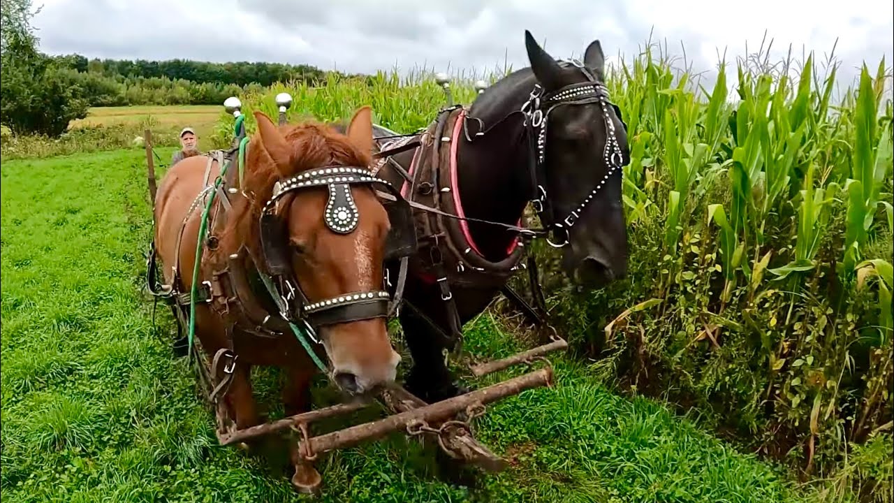 БОЛЬШОЙ ТРЕНИРОВОЧНЫЙ ДЕНЬ для Дюка и Эрла!!! // Тренировка тяжеловозных лошадей №534