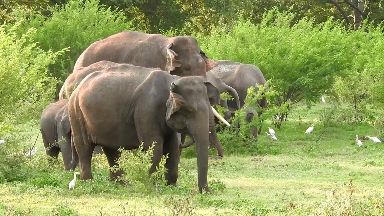 Tusker Deegadanthu 2