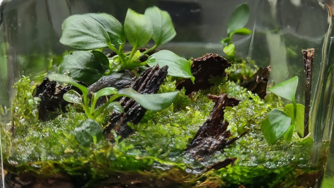 Akwarium bez wody/Mini Biosfera/Solar/ DIY