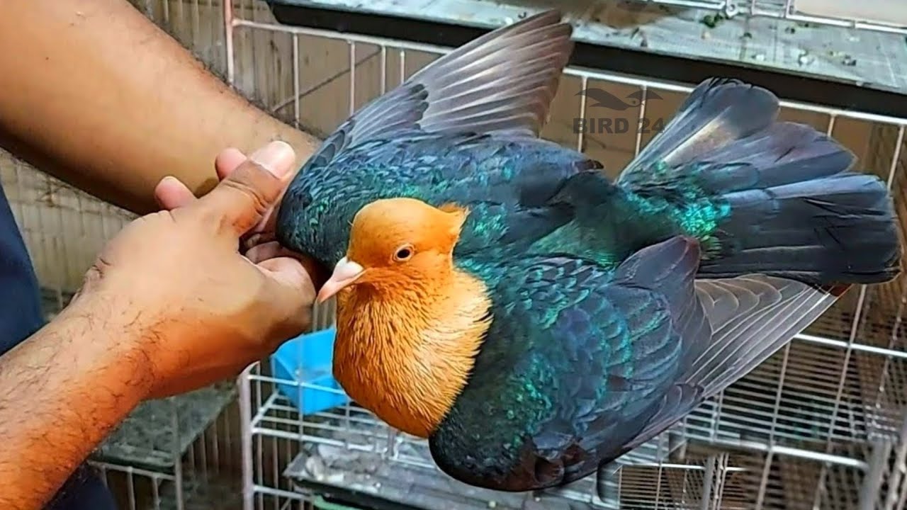 World Unique Amazing Rare And Unusual pigeons | Archangel Pigeon Farm | Archangel Pigeon Breeds